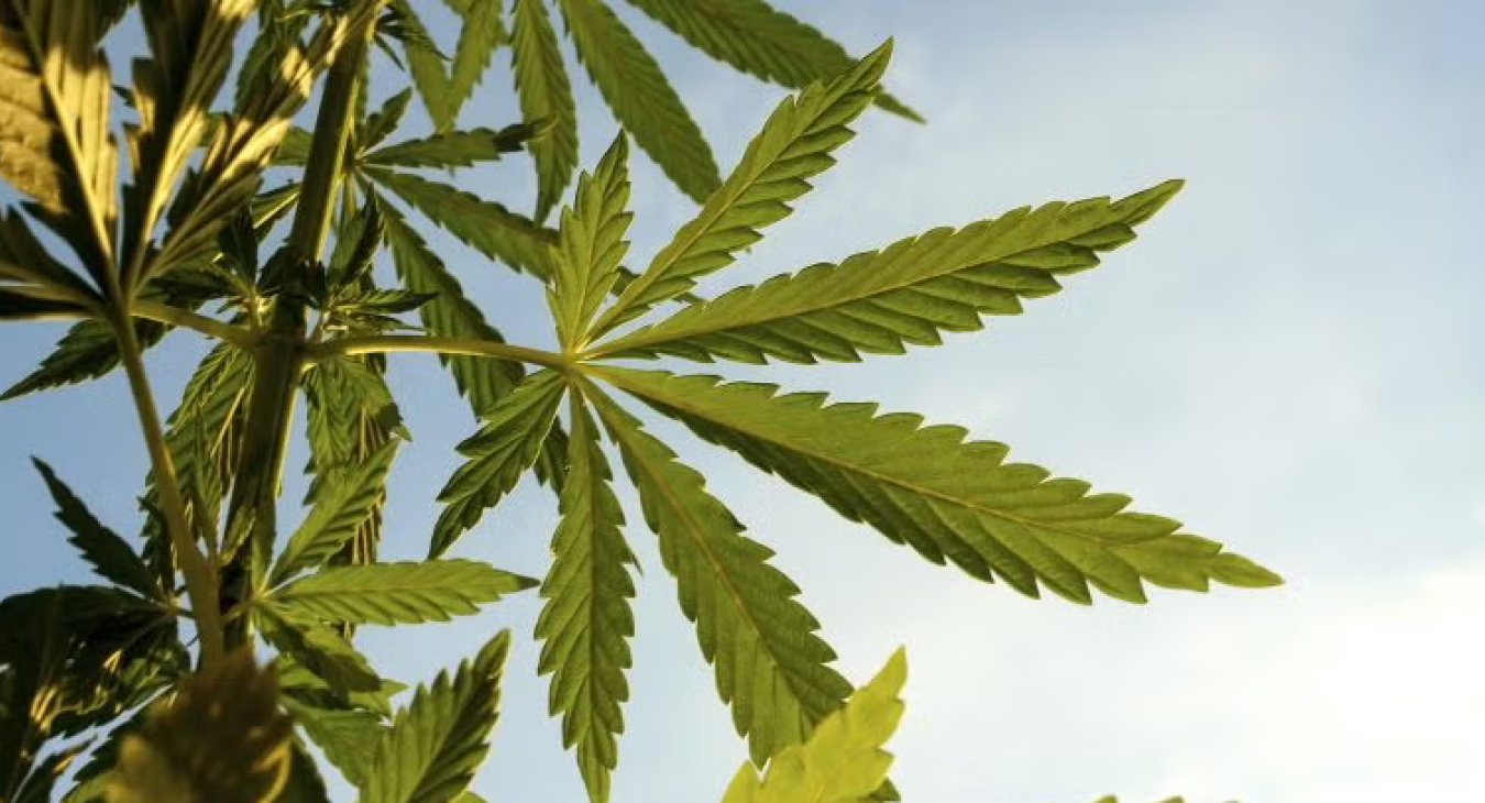 Cannabis Task Force
